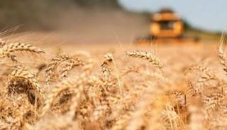 أزمة في الغذاء والوقود