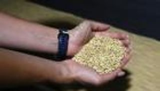 4 حلول مصرية للتغلب على أزمة القمح الروسي.. الكسافا والكينو أبرزها