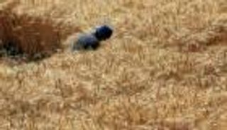 على رأسها القمح.. مصر تحظر تصدير 5 سلع غذائية