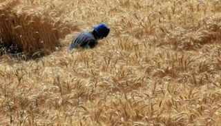 مصر تحظر تصدير 5 سلع غذائية 