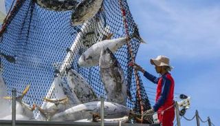 قارب لصيد الأسماك - أرشيفية