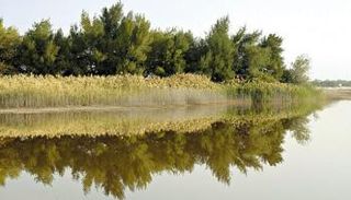 غابات أشجار القرم في الإمارات- أرشيفية