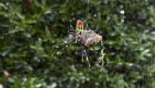 عناكب "مخيفة" تنتشر في أمريكا.. تطير لمسافات طويلة (صور)