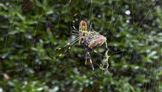 عناكب "جورو" تنتشر في الساحل الشرقي الأمريكي