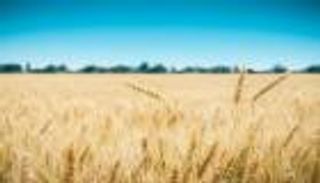 صدمة القمح المرتفع.. هل تُنهي أكبر خدعة في التاريخ؟