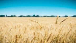 ارتفاع كبير في أسعار القمح 