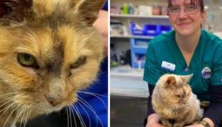 كوليير مع قطتها تيلي