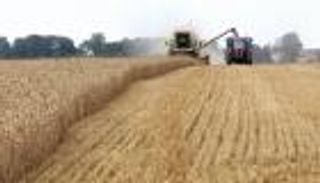 جنون أسعار القمح.. هل يفجر فقاعة "ذعر الغذاء"؟