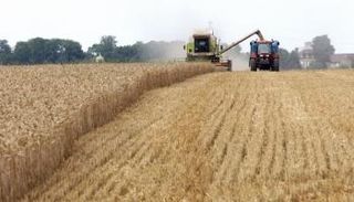 أسعار القمح تواصل ارتفاعها عالميا