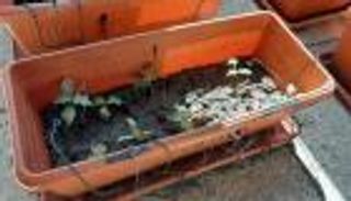 كيف تراقب الكهرباء جودة النباتات الطبية؟ "العين الإخبارية" تكشف تفاصيل الإنجاز