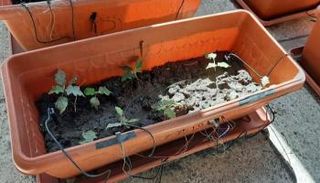 التجارب التي أجريت على النباتات الطبية