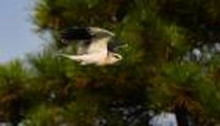 مادة خطيرة وراء نفوق آلاف الطيور الجارحة في أوروبا