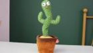 الصبارة الراقصة تظهر مجددا في مصر.. ما القصة؟ (صور)