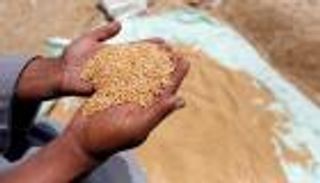 كيف تعاملت مصر مع أزمة واردات القمح؟.. "خطة إنقاذ رغيف العيش"