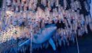 إكسبو دبي.. أسبوع المياه يستكشف استدامة الحياة على الأرض