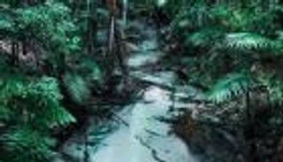 لسياحة آمنة.. 5 نصائح مهمة قبل زيارة غابات الأمازون