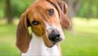 فيديو.. "نصف كلب ونصف كنغر" حديث العالم