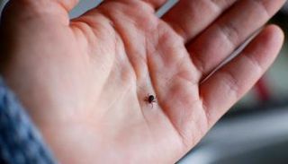 حشرة القراد- أرشيفية