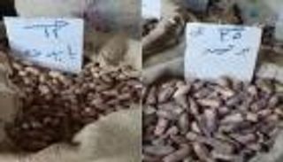 أسعار بلح رمضان بنكهة الأزمة الروسية الأوكرانية.. "بوتين الأغلى"