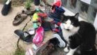 الشكوى الأغرب.. رجل يقدم بلاغا ضد عصابة قطط