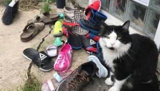 قط بجواره مجموعة من الأحذية - أرشيفية