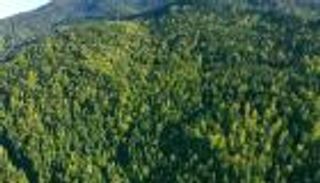 ارتفاع مساحة الغابات بتركيا إلى 23 مليون هكتار خلال 2021