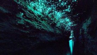 كهف Waitomo Glowworm