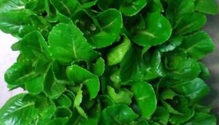 خس ينتج هرمونًا لعلاج هشاشة العظام في الفضاء و الأرض