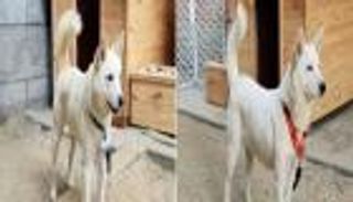 كلبان من بيونج يانج يثيران أزمة في كوريا الجنوبية.. ذكيان وشرسان