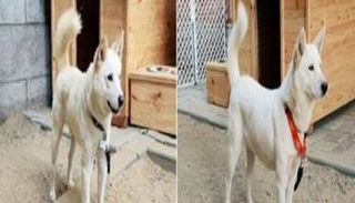 الكلبان جومي ومارو