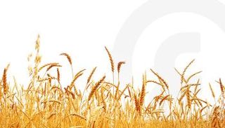 الحرب الروسية الأوكرانية وأزمة إمدادات الغذاء العالمية