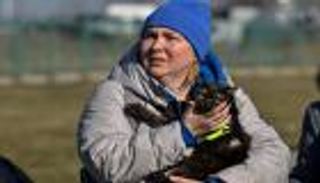 القطط والكلاب.. "لاجئون" مع الأوكرانيين