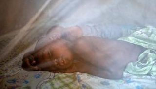 الناموسيات ساهمت بشكل فعّال في مكافحة الملاريا- أرشيفية