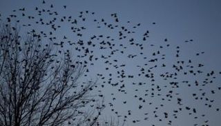 سرب من الطيور السوداء في أمريكا