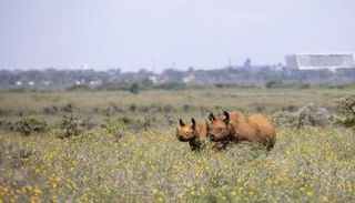 حديقة نايروبي الوطنية