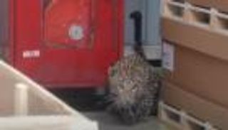 فهد يغلق مصنع مرسيدس في الهند.. فيديو