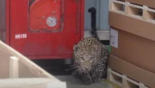 الفهد المقتحم للمصنع