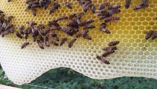 خلية نحل لإنتاج العسل