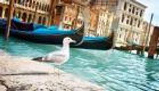 مسدسات مياه.. طريقة طريفة للتخلص من النورس المزعج في البندقية