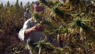 إحدى مزارع المخدرات في أفغانستان