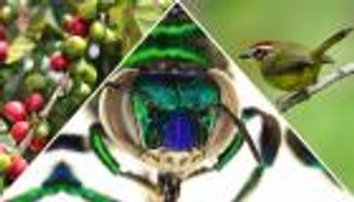 سر الحصول على قهوة أفضل بعد إفطار رمضان.. فتش عن النحل والطيور