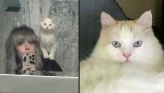 كيلي أندرسون وقططيها تشاي وبيللي