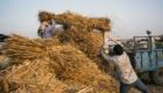 الهند تسعى للسيطرة على سوق القمح العالمي..  معركة "رغيف الخبز" 