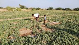 مزارعو اليمن في رمضان.. موسم للعبادة والفلاحة وطلب الرزق