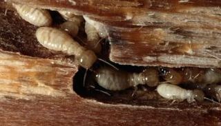 النمل الأبيض - أرشيفية