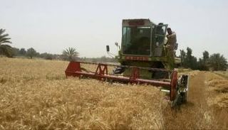 أحد حقول الحنطة في العراق