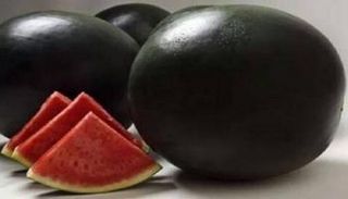 بطيخ دينسوك يتميز بقشرته السوداء ومذاقه الحلو