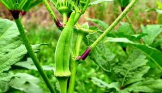 ارتفاع كبير في أسعار البامية بمصر