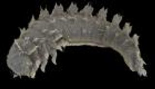 الأطول على الإطلاق.. صمغ الأشجار يسجن يرقات خنفساء نادرة 33 مليون سنة