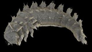 يرقة خنفساء البندقية